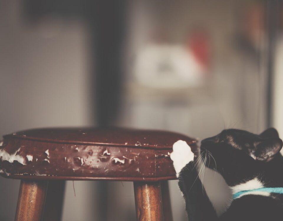 Close-Up Photo of Cat Scratching The Stool