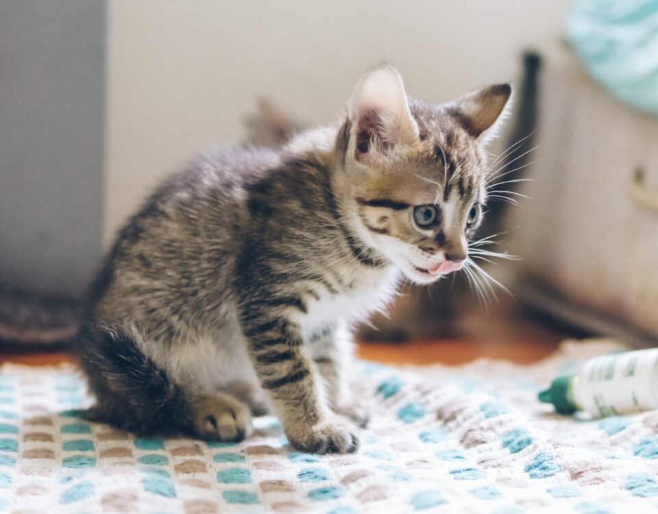 grey tabby kitten on white and blue mat