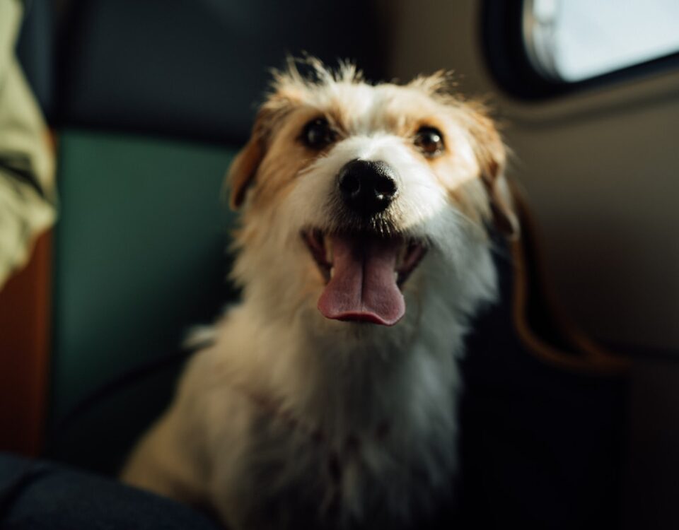 white and brown long coated dog