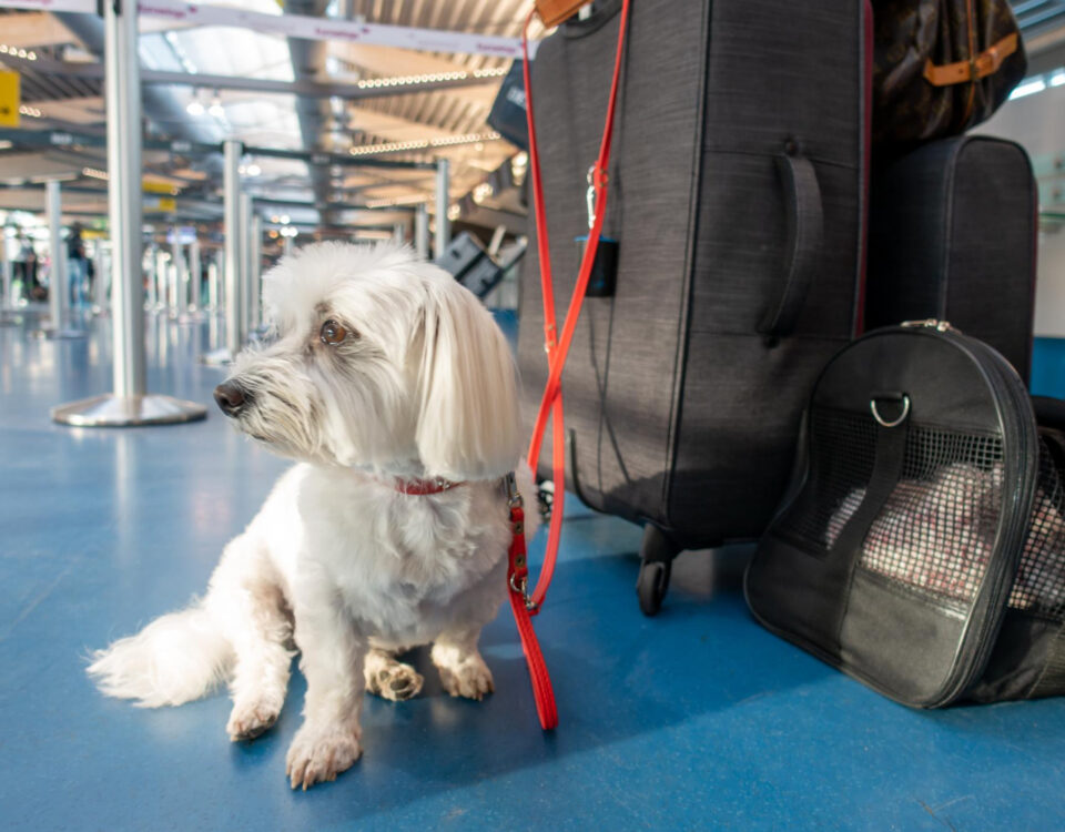 Cuidados ao transportar animais no avião