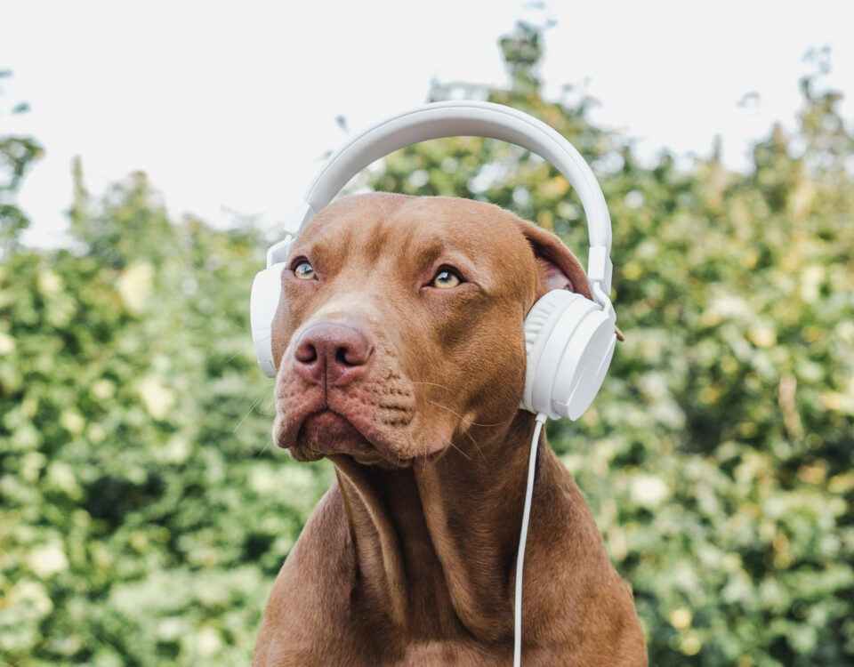 Sons que reduzem o estresse canino em casa