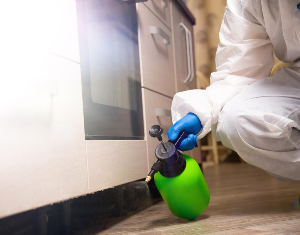 Como evitar focos de baratinha em apartamentos pequenos