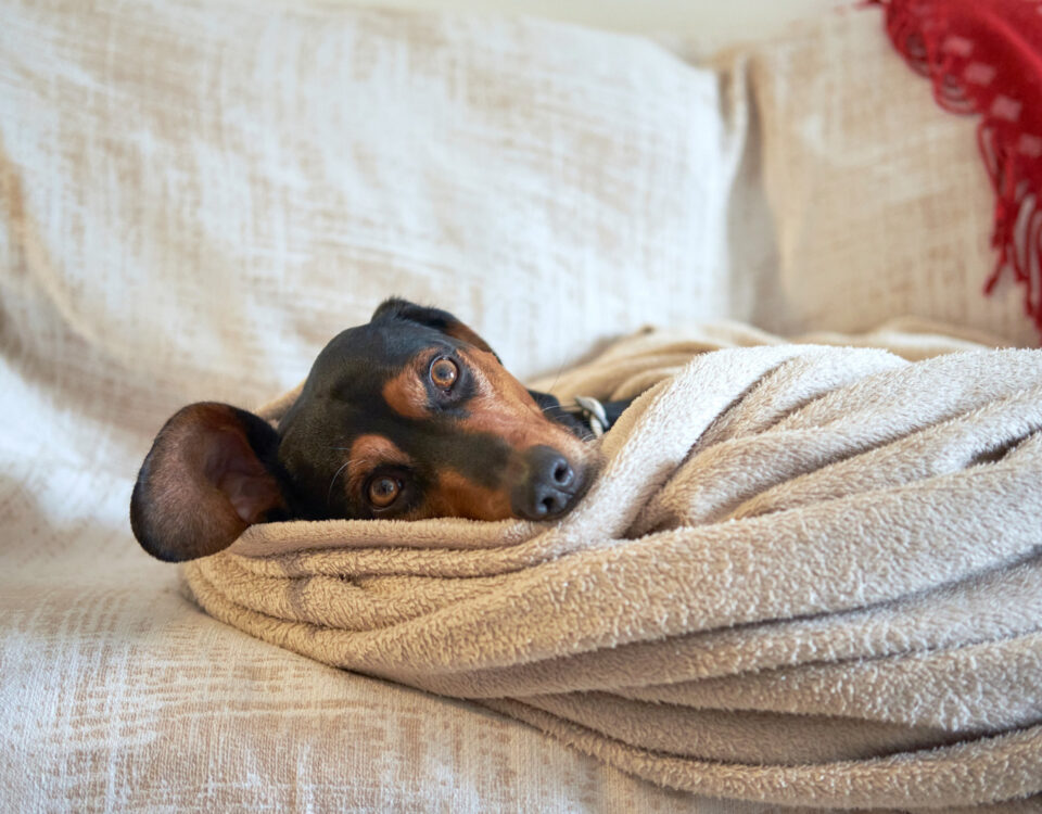 A casa está preparada para a recuperação do seu pet?